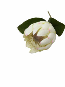 FLOR PROTEA BLANCA 67cm ART. FA350 - Imagen 2