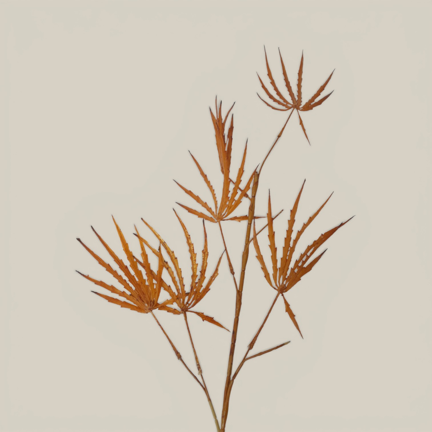 Rama cafe 110cm art. fa357